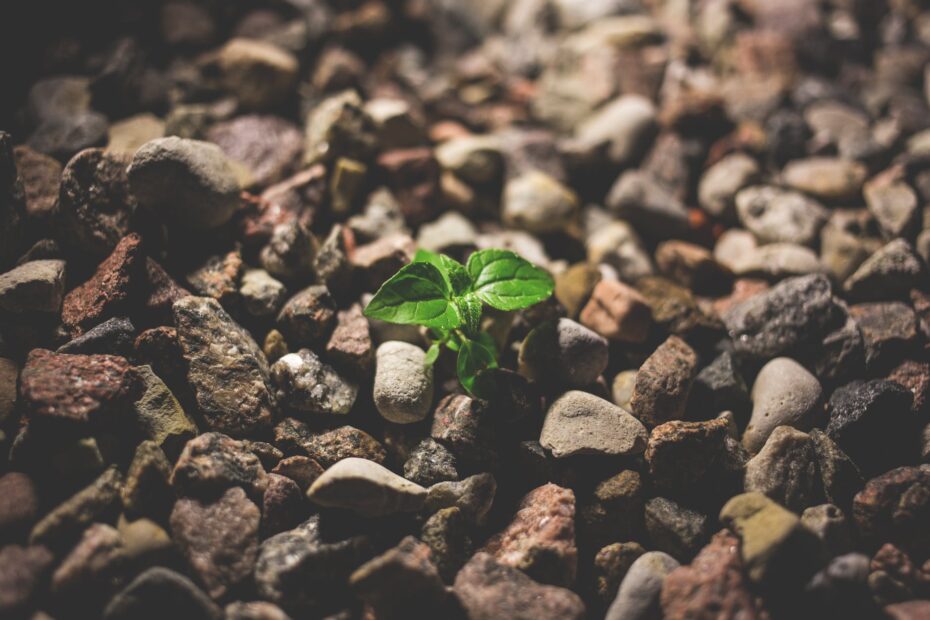 green leafy plant starting to grow on beige racks