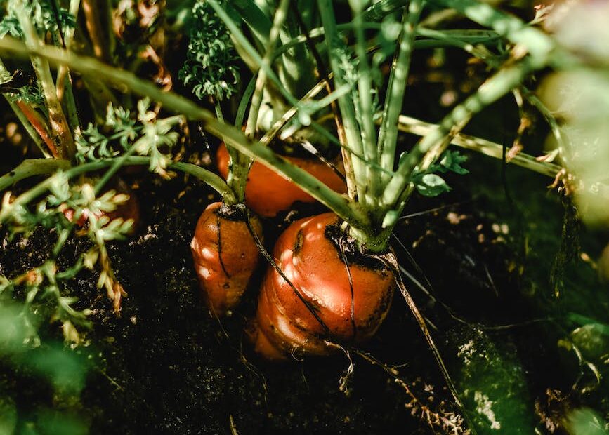 close up of carrots growing in ground