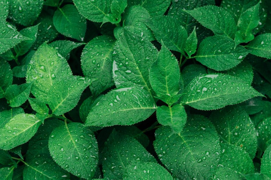 green leafed plants