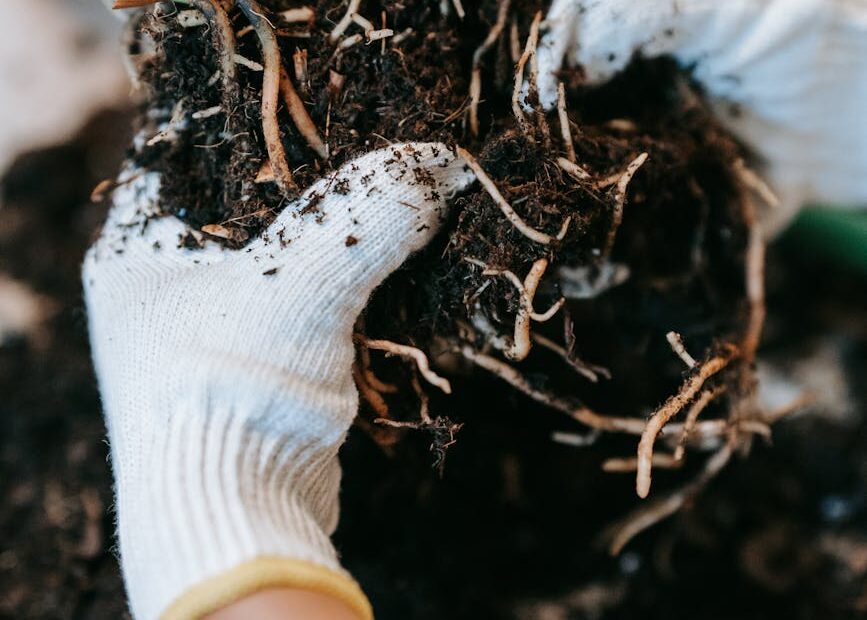 person wearing gloves holding a soil with plant roots